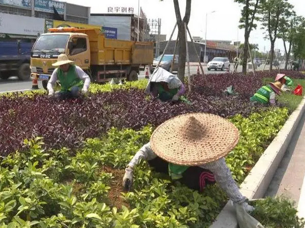 綠化養護