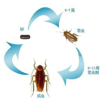 蟲害防治