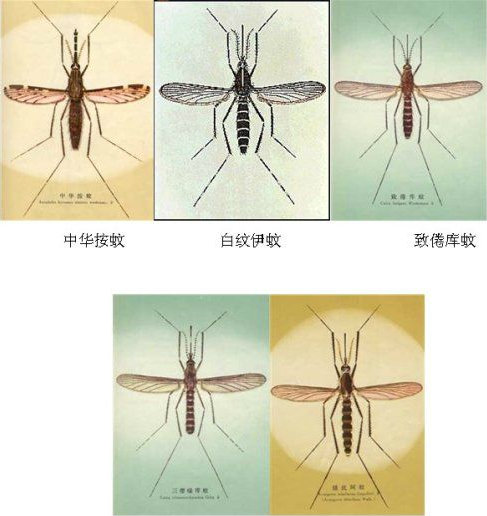蟲害防治