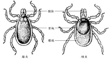 蟲害防治